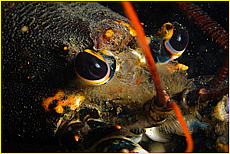 Cornwall Tourism Magazine - The National Lobster Hatchery - Meet the Lobsters